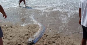 Rare Oarfish Discovery Links To Coastal Earthquake Fears