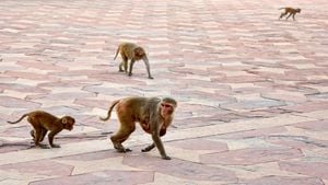 Monkeys Escape And Recovery Efforts Unfold In South Carolina