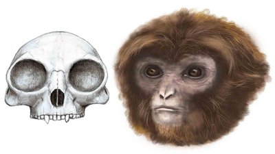 Pliobates: Kuyruksuz Maymun Evrimi Anlayışımıza Katkı Sağlayan Fosil Atamız