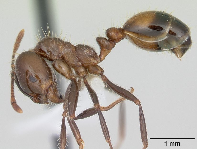 Solenopsis richteri