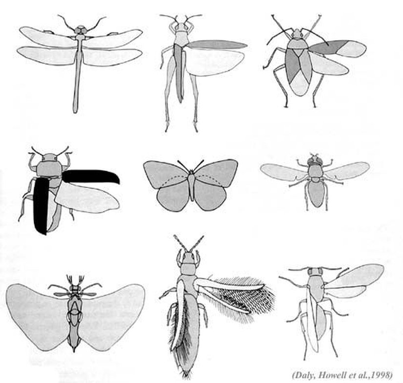 Böceklerde kanat çeşitliliği.