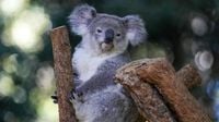 Australia approves world’s first chlamydia vaccine for koalas