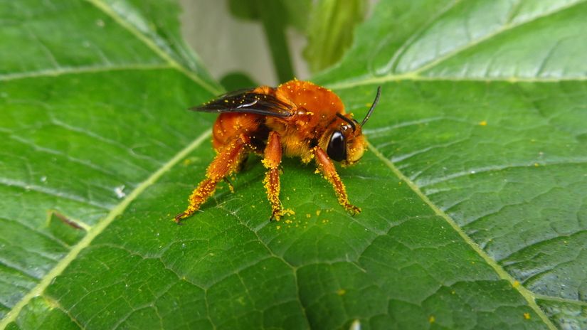 Kabak Arısı (Xenoglossa fulva)