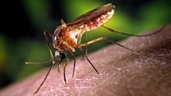 Why Do Mosquitoes Exist?