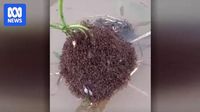 Fire ants join their legs together and 'raft' on water