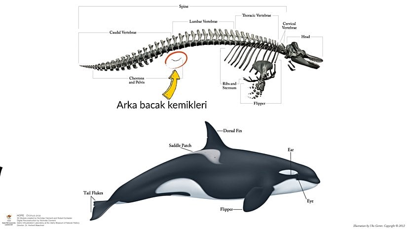 Katil balinalar bir yunus türüdür. Yunuslarda da arka bacaklardan ve leğen kemiğinden kalma körelmiş yapılar bulunmaktadır.