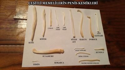 Baculum ve Cinsel Seçilim: İnsanlar Penis Kemiğini Neden Kaybetti?