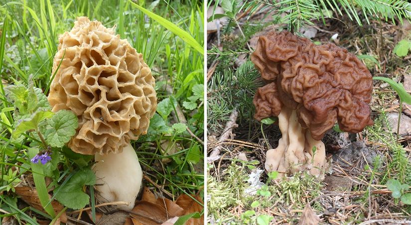 Gerçek bir kuzugöbeği mantarı (Lat: &quot;morchella esculenta&quot;) (sol) ve sahte bir kuzugöbeği mantarı (Lat: &quot;gyromitra esculenta&quot;) (sağ). Mantarlar yüzeysel olarak birbirine benzediğinden toplayıcılar arasında karışıklığa neden olabilir. Ancak bazı insanlar, G. esculenta mantarını bilerek hasat edip içerdiği toksinleri gidermek için tüketmeden önce işliyorlar.