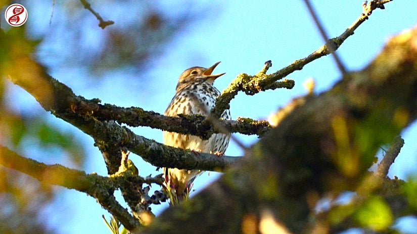 Yetişkin birey, İngiltere