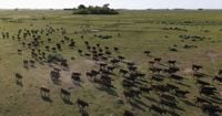 US ranchers oppose plan to import more Argentine beef, experts doubt it will lower prices