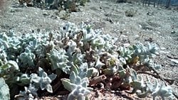 Çocukotu (Otanthus maritimus)