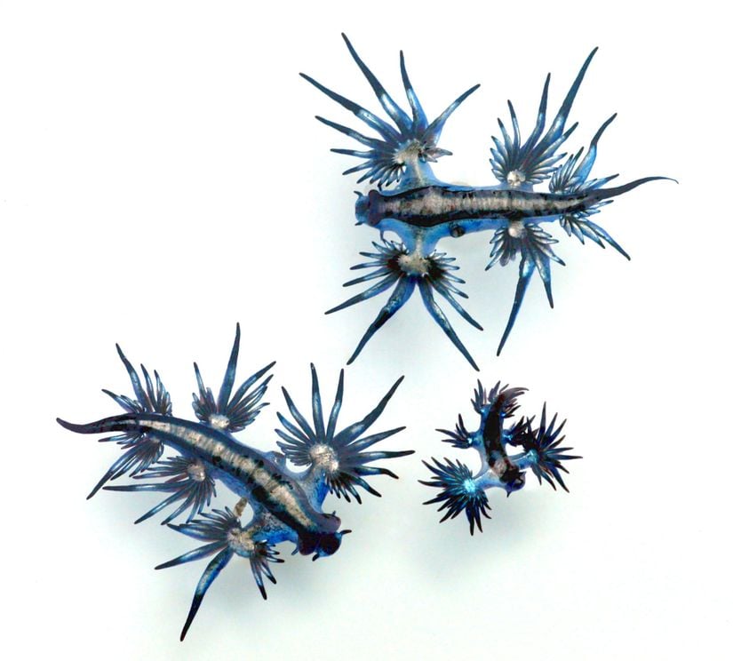 Glaucus cinsinden iki tür. (Glaucus atlanticus ve Glaucus marginatus (sağ altta))