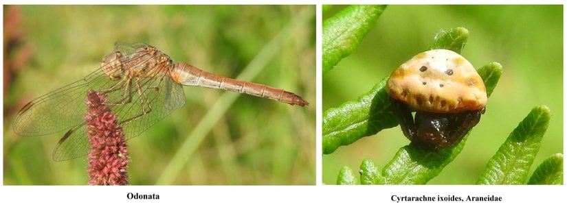 Yusufçuklarda kanat bulunurken örümceklerde kanat bulunmaz.