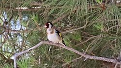 Saka (Carduelis carduelis)