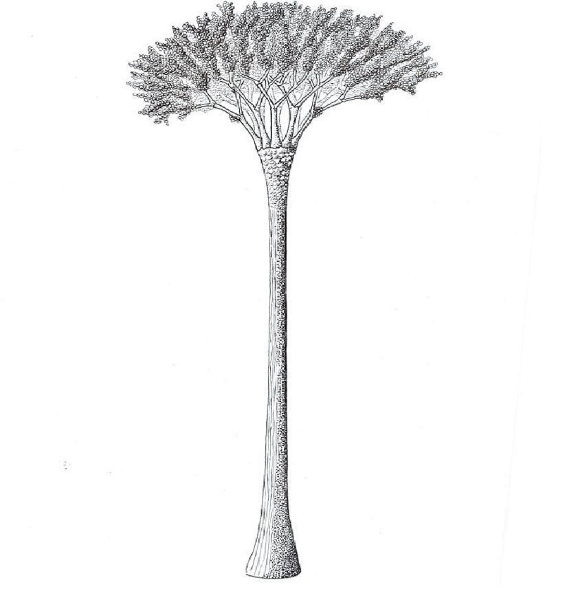 Wattieza rekonstrüksiyonu