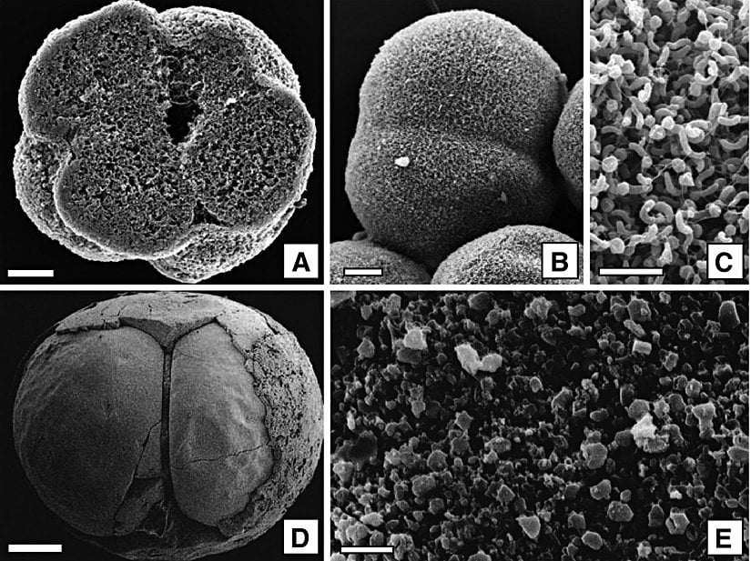 Heliocidaris erythrogramma türü ekinoid embriyolarının fosilleşmesini mümkün kılan otijenik mineralizasyon.