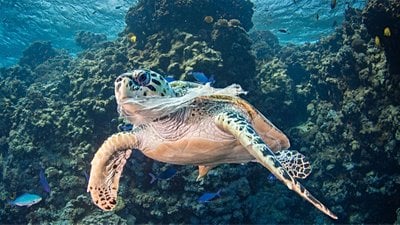 Plastik Nedir? Faydaları ve Zararları Nelerdir? Plastik Tüketimi, Türkiye ve Dünya'da Canlıları Nasıl Etkiliyor?