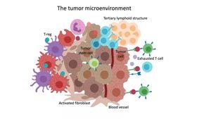 New MIRO Model Enhances Immunotherapy Insights For Cancer Treatment