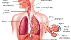 Solunum Sistemi Nedir? Solunum Sistemindeki Yapı ve Organlar Nelerdir ve Görevleri Nedir?
