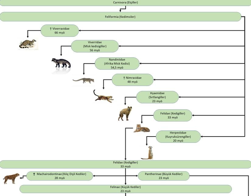 Carnivora (Etçiller) takımının Feliformia (Kedimsiler) dalının taksonomik sınıflaması.