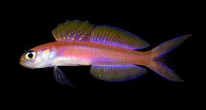 Swiss Public Invited To Name New Fish Species