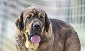 Investigation Launched After Mastiff Hanged In Sayago