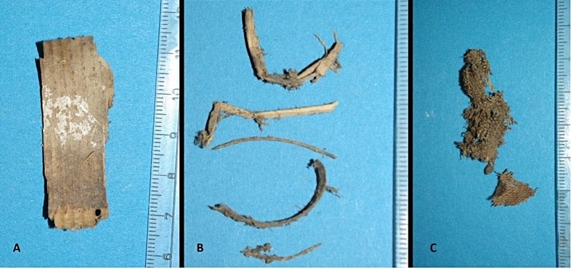 Karın bölgesinin otopsisi sırasında bulunan dolgu materyalinin analizi. A: Tipik talaş, B: Çeşitli bitki dalları, C: Keten veya kenevirden yapılmış bir parça kumaş. Görsel: Andreas Nerlich.