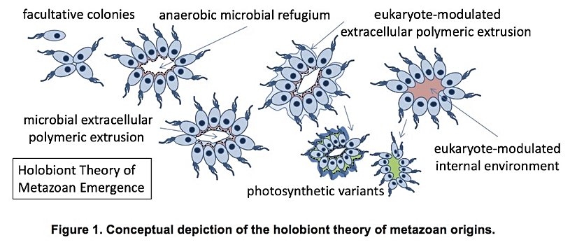 Holobiyont Teorisi Işığında Hayvan Evriminin Basamakları