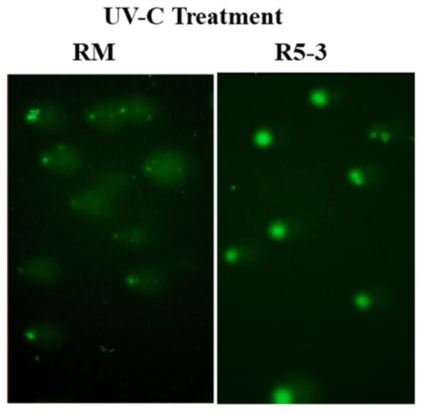 DNA hasarını ortaya koymak adına yapılan Comet Assay jel elektroforezinin sonuç karesi. RM kontrol grubu olup "kuyruk" kısımları oldukça uzun bir alan kaplamakta ve buda bizlere DNA hasarının R5-3 göre yani Dsup proteinini ifade eden bitkilere göre daha çok hasar aldığını göstermektedir.