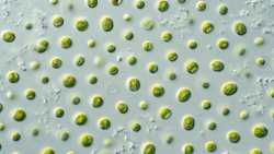 Mikroalgler Besin Olarak Kullanılabilir mi?