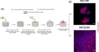 Rhodiola crenulata induces apoptosis in bone metastatic breast cancer cells via activation of caspase-9 and downregulation of MtMP activity - Scientific Reports