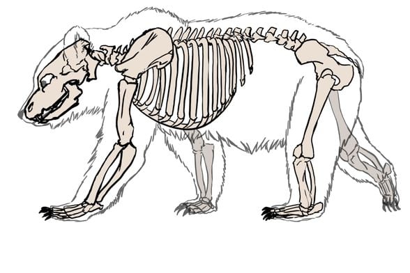 Arka bacakta uzun femur kemiği görülüyor. Bu kemik, diz kapağı ile birlikte tibia ve fibulaya bağlanıyor. Onlar da bilek kemikleri üzerinden çok sayıda metatarsala (ayak kemiklerine) bağlanıyor.