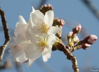 高知、熊本で桜開花　今春全国で最も早く―気象庁：時事ドットコム