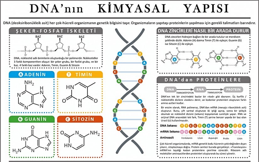 DNA'nın Kimyasal Yapısı