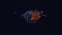Un buque oceanográfico construido en Vigo consigue las primeras imágenes de un calamar gigante descubierto hace 100 años