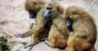 German zoo kills twelve healthy baboons despite major criticism