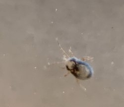 Bu hayvan hangi tür?