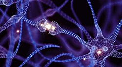 Yetişkin İnsan Beyninde Yeni Sinir Hücreleri Üretildiğine Dair Kesin Kanıt: Nörobilimde Çığır Açan Keşif.