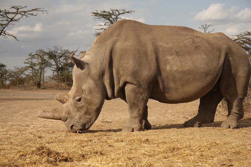 Bir kuzey beyaz gergedanı (Ceratotherium simum cottoni).