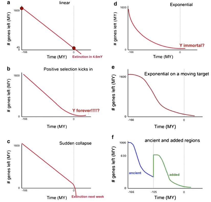 Aynı veriye oturtulabilecek farklı trend çizgileri ve olasılıklar. (a) grafiği, diğer araştırmacıların endişelenmesine neden olan, 4-5 milyon yıl sonra yok oluş öngören lineer trend senaryosu. Ama (d) kısmında gösterdikleri gibi, eksponansiyel bir trend üzerinde de olabiliriz ve bu durumda Y kromozomu da ölümsüz olur. Hatta (b) kısmında gösterildiği gibi, Y kromozomundaki gen sayısını artırıcı bir seçilim de devreye girebilir ve gen sayısı gelecekte artabilir bile... (e) kısmında gösterildiği gibi, farklı noktalarda farklı seçilim baskıları altında daha dalgalı bir gidişat da olabilir. (c) panelindeki gibi, aşırı güçlü bir negatif seçilim baskısı da olabilir; o durumda bırakın 4 milyon yıl sonrasını, önümüzdeki hafta Y kromozomu yok olabilir. Hatta ve hatta (f) grafiğinde gördüğümüz gibi, son 160 milyon yılda kimi dönem azalma, kimi dönem gen çoklanması, sonrasında yeniden azalma gibi çok daha çılgın şeyler de olabilir.