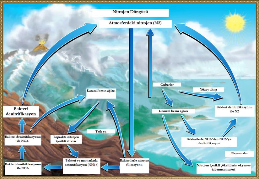Nitrojen (azot), nitrojeni bünyelerine alabilen bakterilerle atmosferden canlılar dünyasına taşınır. Hayvan kaynaklı nitrojen ve nitrojen içerikli atıklar, toprakta bulunan bakterilerle gaz formuna dönüştürülür. Gaz formundaki nitrojen de karasal besin ağlarının gereksinim duyduğu organik nitrojeni sağlar.