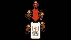 Evrim Ağacı Uygulaması Yükleme Rehberi (Android, Ana Ekrana Ekleme)