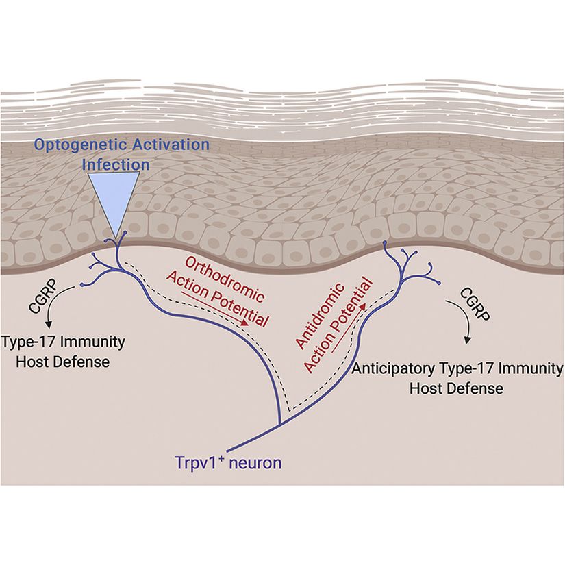 Optogenetik aktivasyonla uyarılan deride Tip-17 immün konak savunması bazında CGRP salınımı olur ve Trpv1+ nöronunun aksonlarında düz ve zıt seyirli aksiyon potansiyeli iletimi sonucunda komşu alanda da Tip-17 immün konak savunması gerçekleşir.