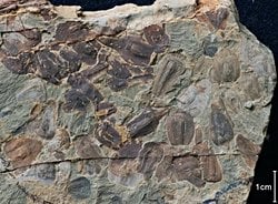 Dünya'yı Beş Milyon Yıl Boyunca Cehenneme Çeviren Büyük Ölüm'ün Nedeni Ortaya Çıktı.