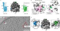 Structurally heterogeneous ribosomes cooperate in protein synthesis in bacterial cells - Nature Communications
