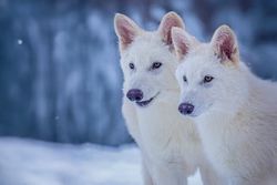 Dev DNA Projesi: Colossal, Soyu Tükenmiş Korkunç Kurtu Geri Getirmeyi Hedefliyor.
