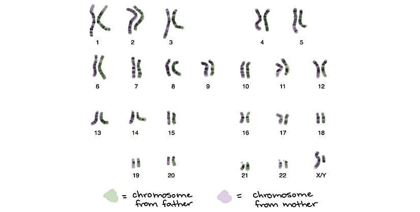 Bölünme öncesinde kromozomlar...