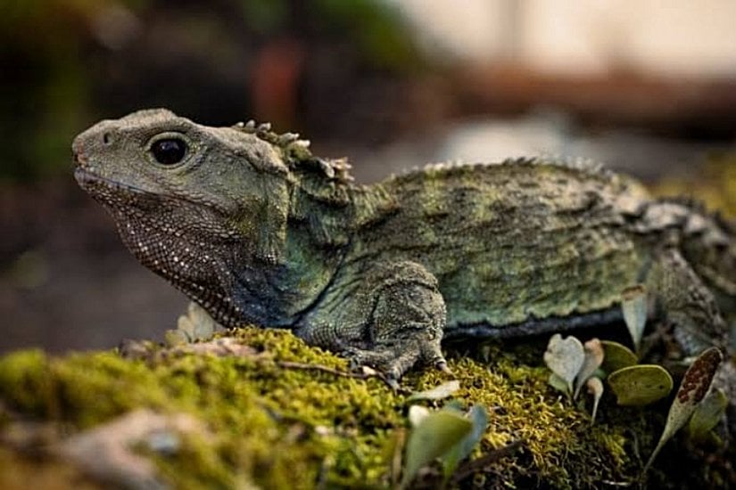 Tuatara Görüntüsü