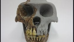 Şempanze Benzeri Olmayan Bir İnsan-Afrika Maymunu Ortak Atası