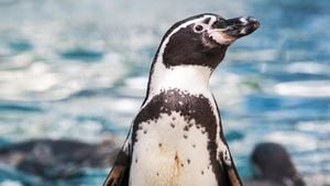 Penguin Brain Study Unveils Unique Survival Adaptations